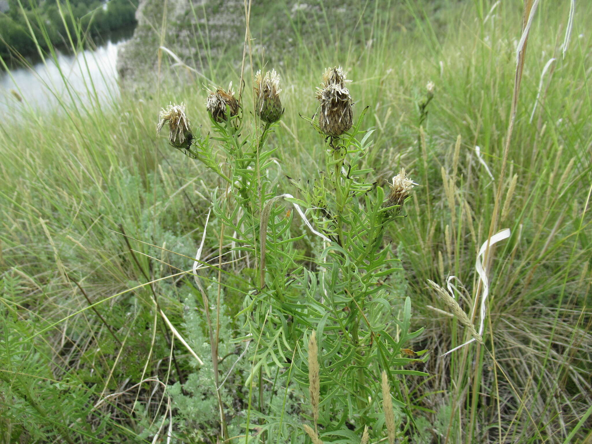 Image of Klasea centauroides (L.) Cass.