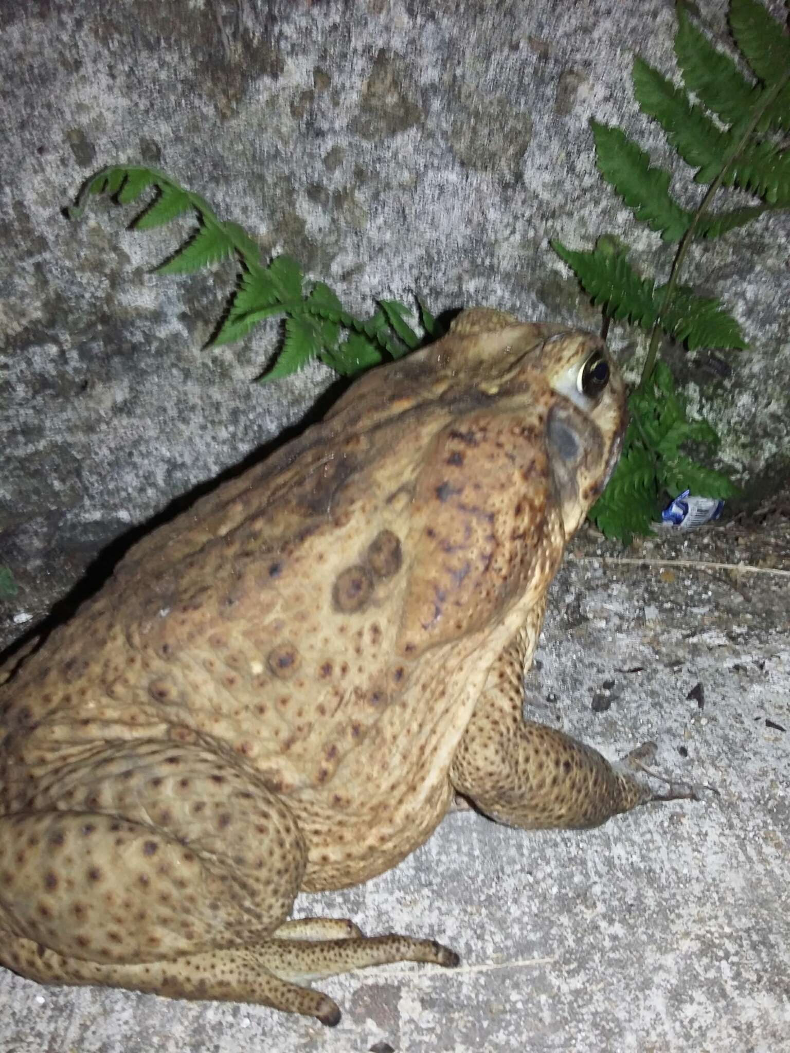 Image of Giant toad