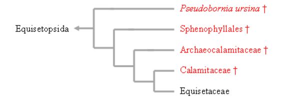 Image of Equisetopsida