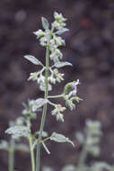 Image of Nepeta cyanea subsp. biebersteiniana (Trautv.) A. L. Budantsev