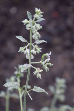 Imagem de Nepeta cyanea Steven