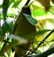 Image of Grey-headed Bulbul