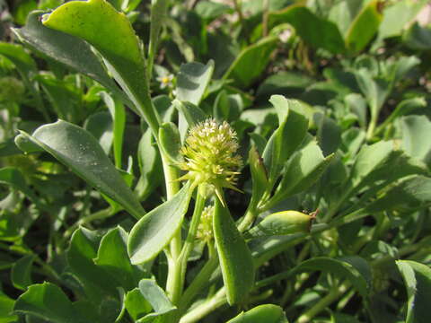 Image of Acicarpha bonariensis