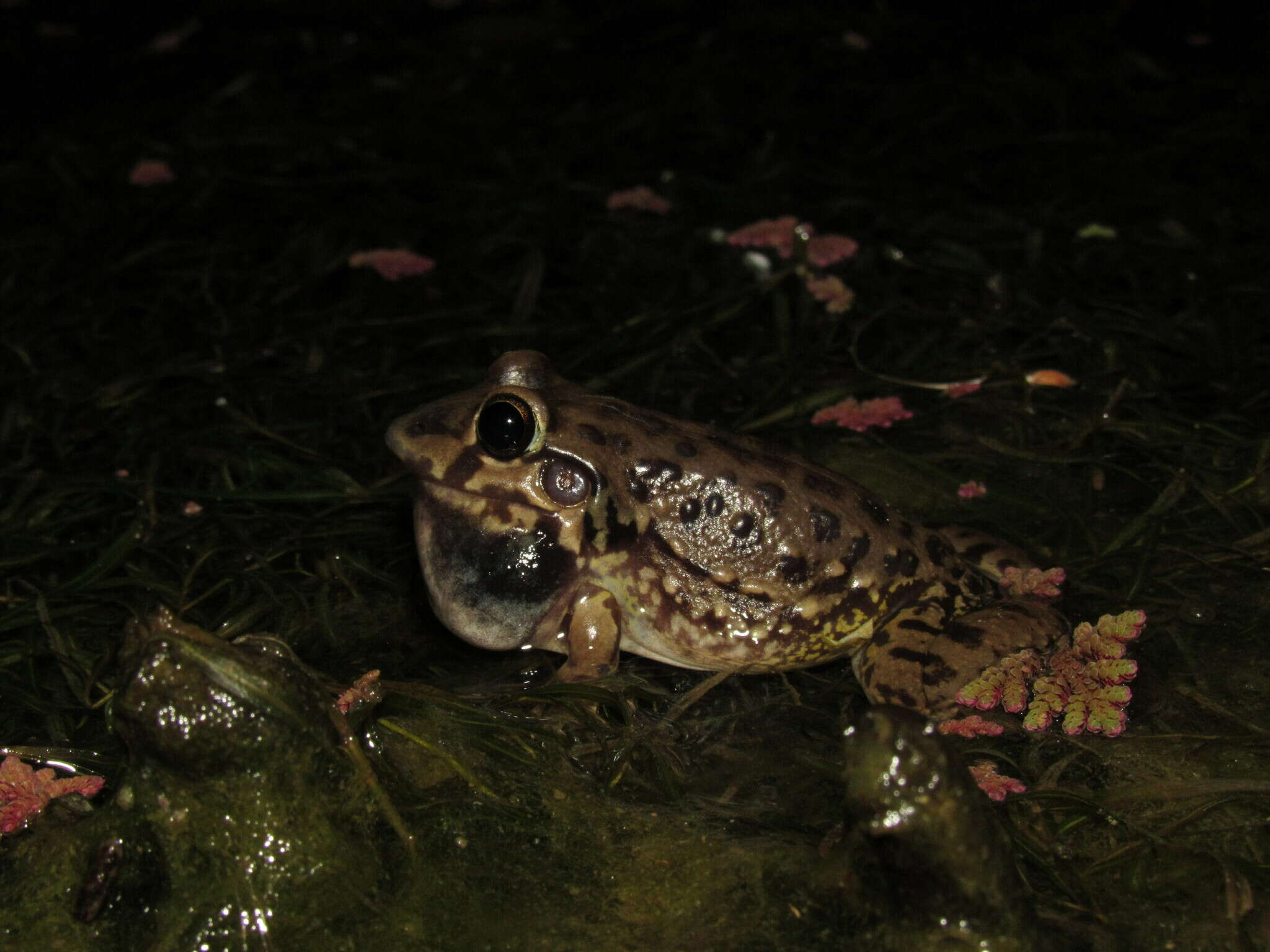 Слика од Leptodactylus bufonius Boulenger 1894