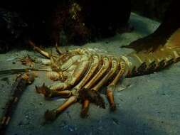 Image of Cape Rock Lobster