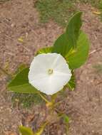 Image of ginger-leaf morning-glory