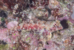 Image of Morrison's dragonet