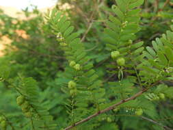 Image de Phyllanthus lawii J. Graham