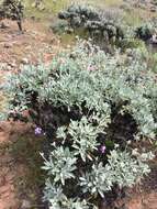 Imagem de Eriogonum giganteum var. formosum K. Brandegee