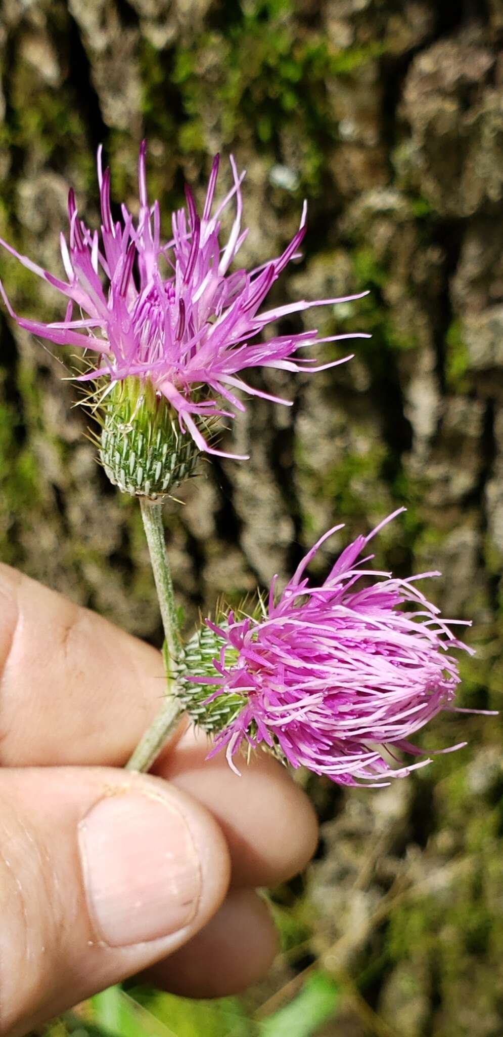 Image of soft thistle