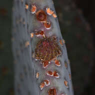 صورة Opuntia basilaris var. basilaris