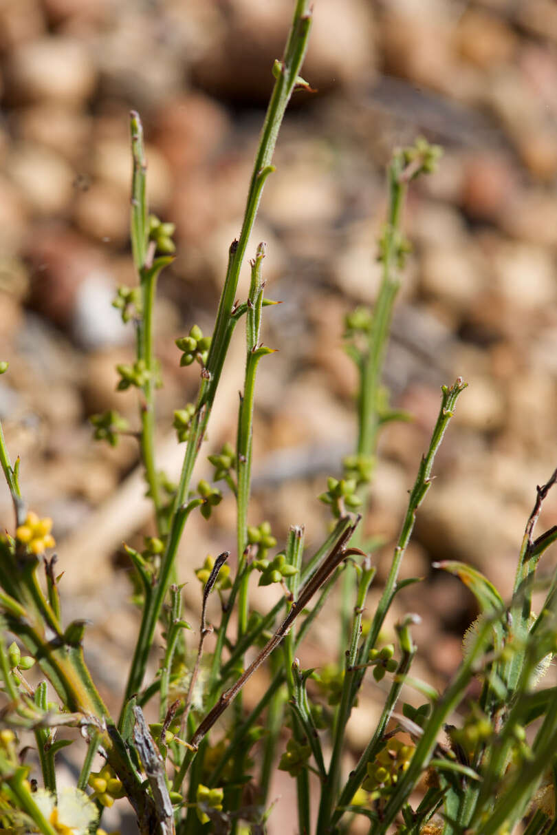 Imagem de Acacia stenoptera Benth.