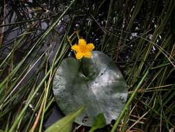 Image of Nymphoides fallax Ornduff