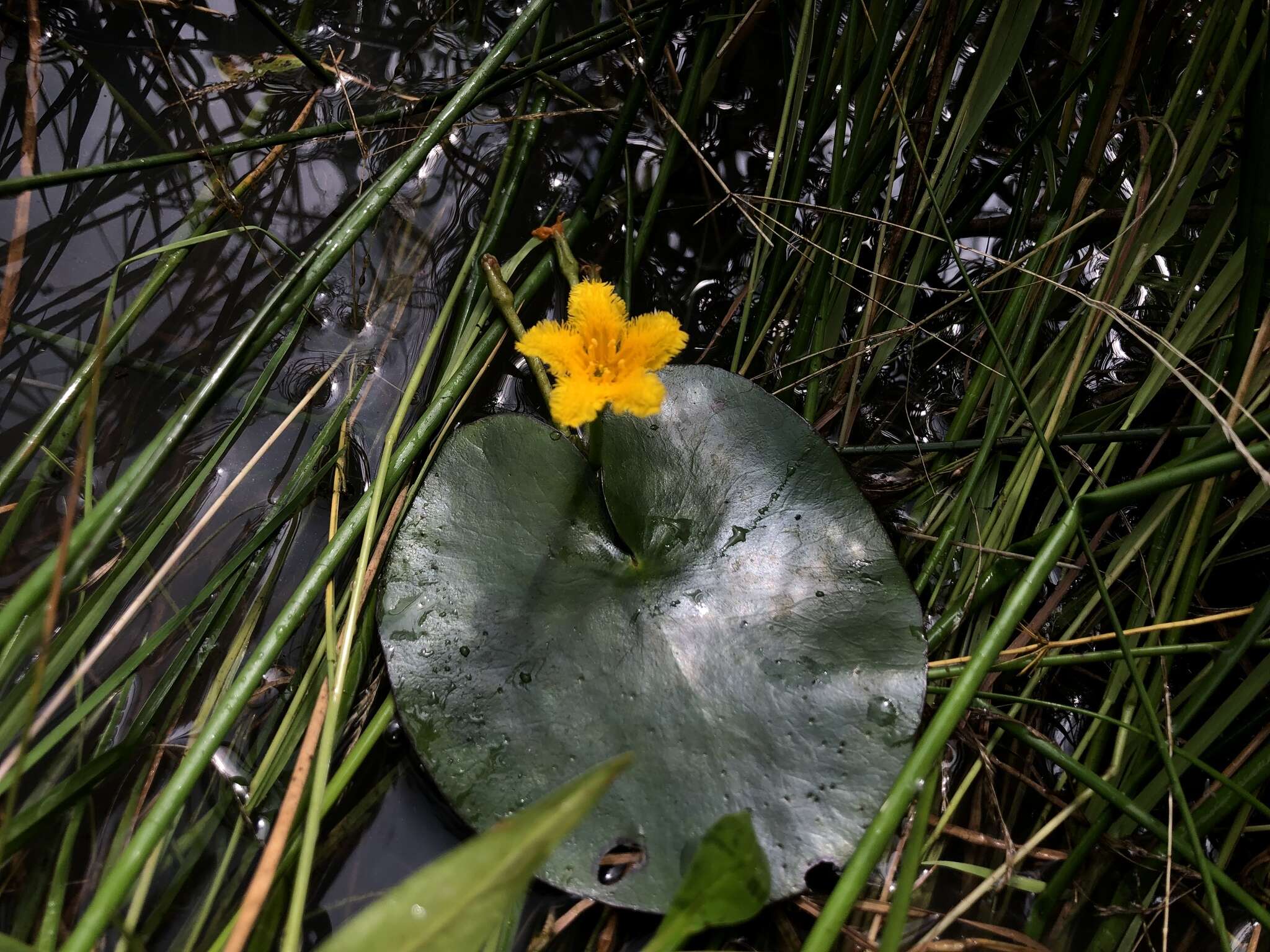 Image of Nymphoides fallax Ornduff