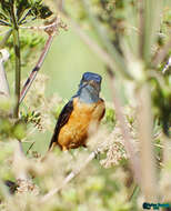 Plancia ëd Monticola saxatilis (Linnaeus 1766)