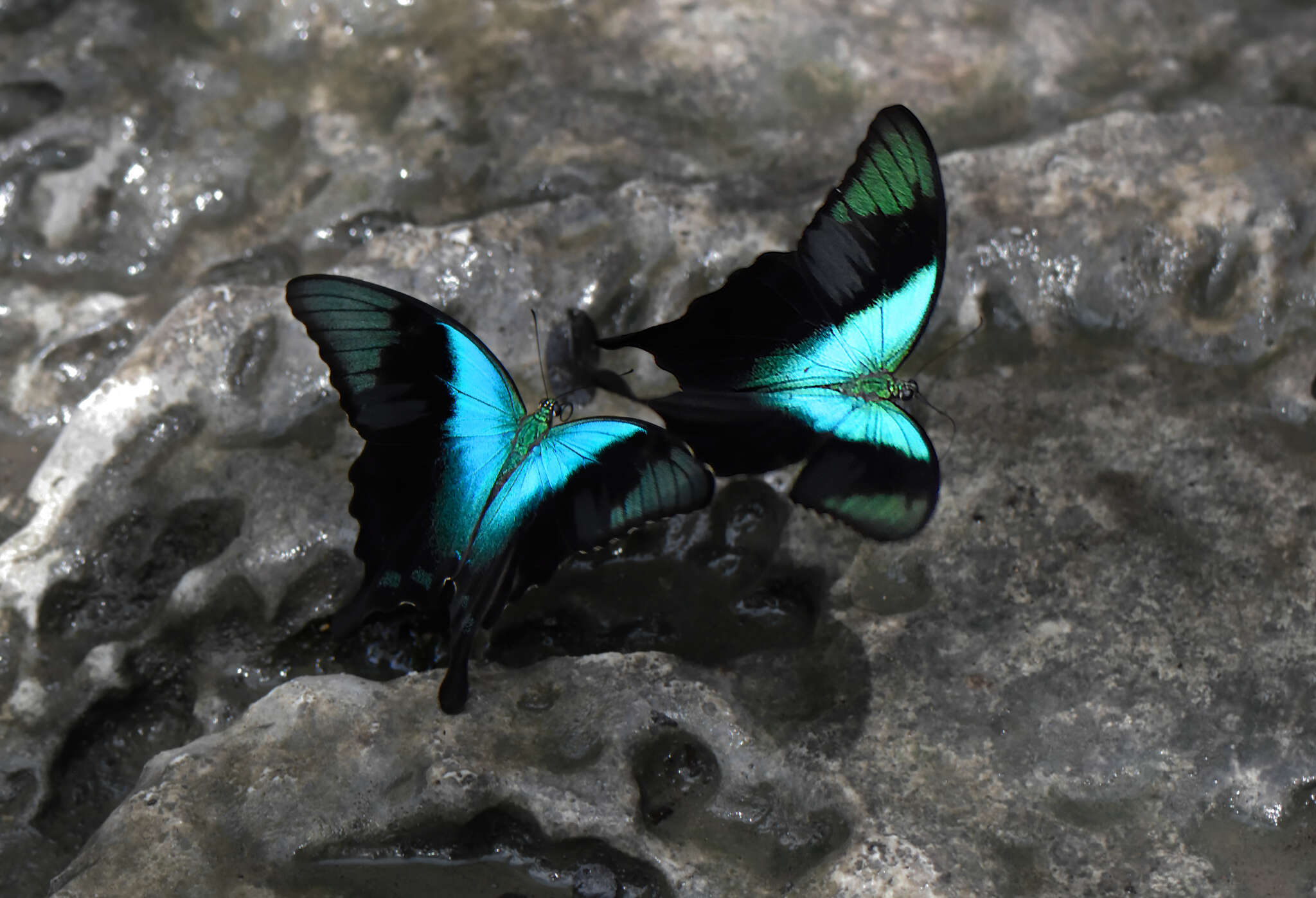 Image de Papilio peranthus Fabricius 1787