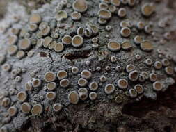 Image of crabseye lichen