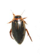 Image of Coptotomus longulus Le Conte 1852