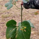 Image of Gurania lobata (L.) J. F. Pruski