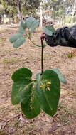 Image of Gurania lobata (L.) J. F. Pruski