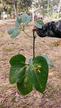 Image de Gurania lobata (L.) J. F. Pruski