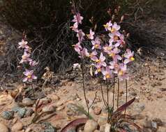 Image of Ixia scillaris subsp. toximontana Goldblatt & J. C. Manning