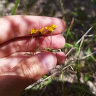 Image of Schkuhria schkuhrioides (Link & Otto) Thell.