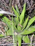 Image de Haworthia kingiana Poelln.