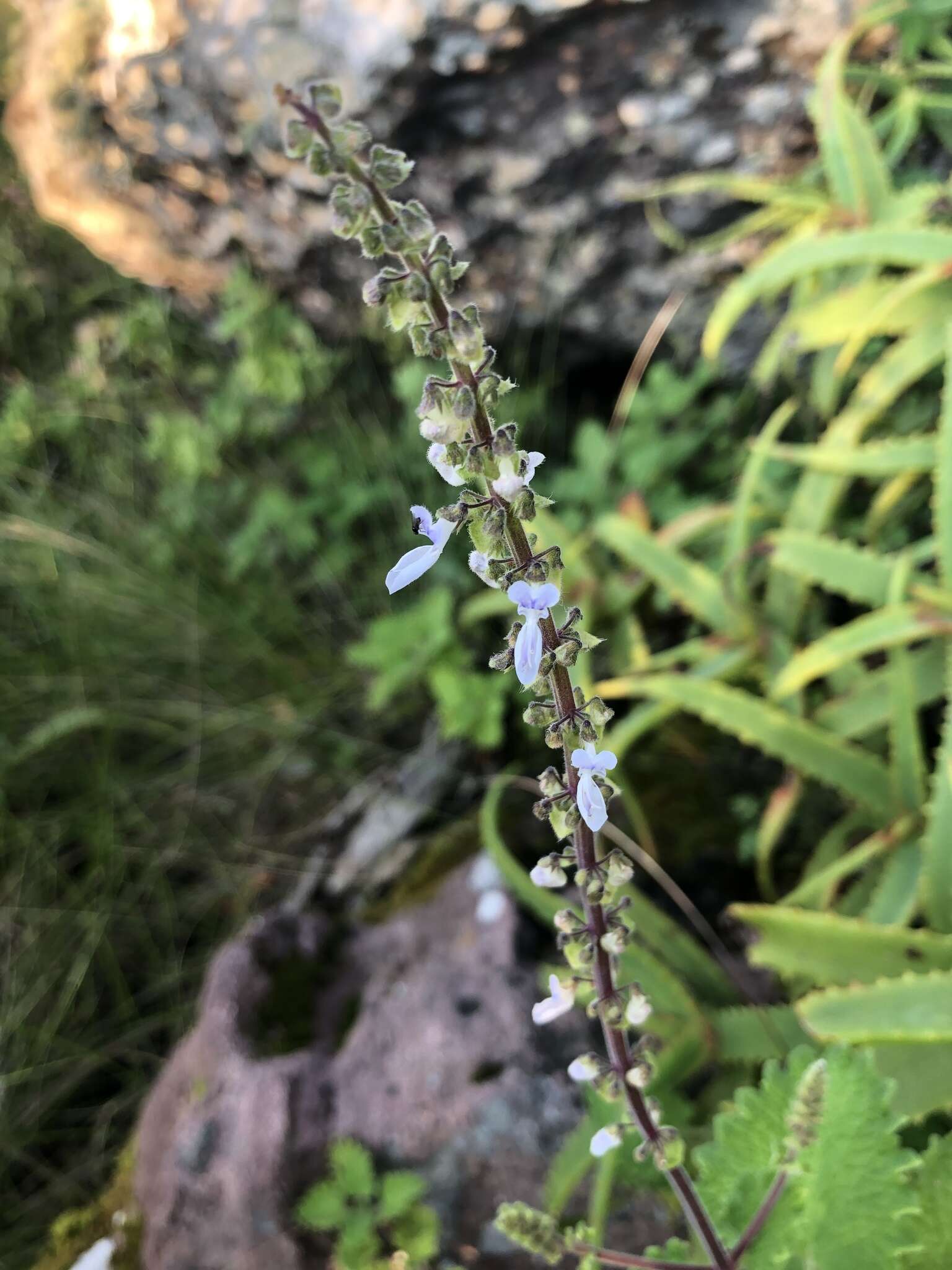 Image of <i>Coleus grandidentatus</i>