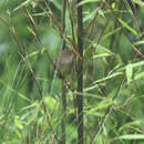 Image of Sichuan Bush Warbler