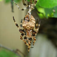 Image of Araneus grossus (C. L. Koch 1844)