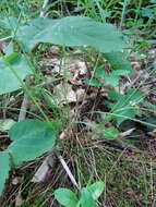 Image of mountain ricegrass