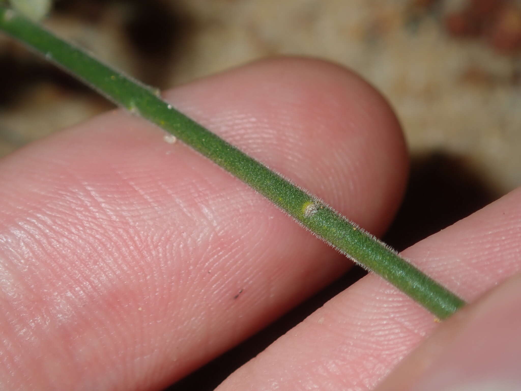 Cyanothamnus coerulescens subsp. spinescens (Benth.) Duretto & Heslewood的圖片