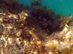 Image of Common Weedfish