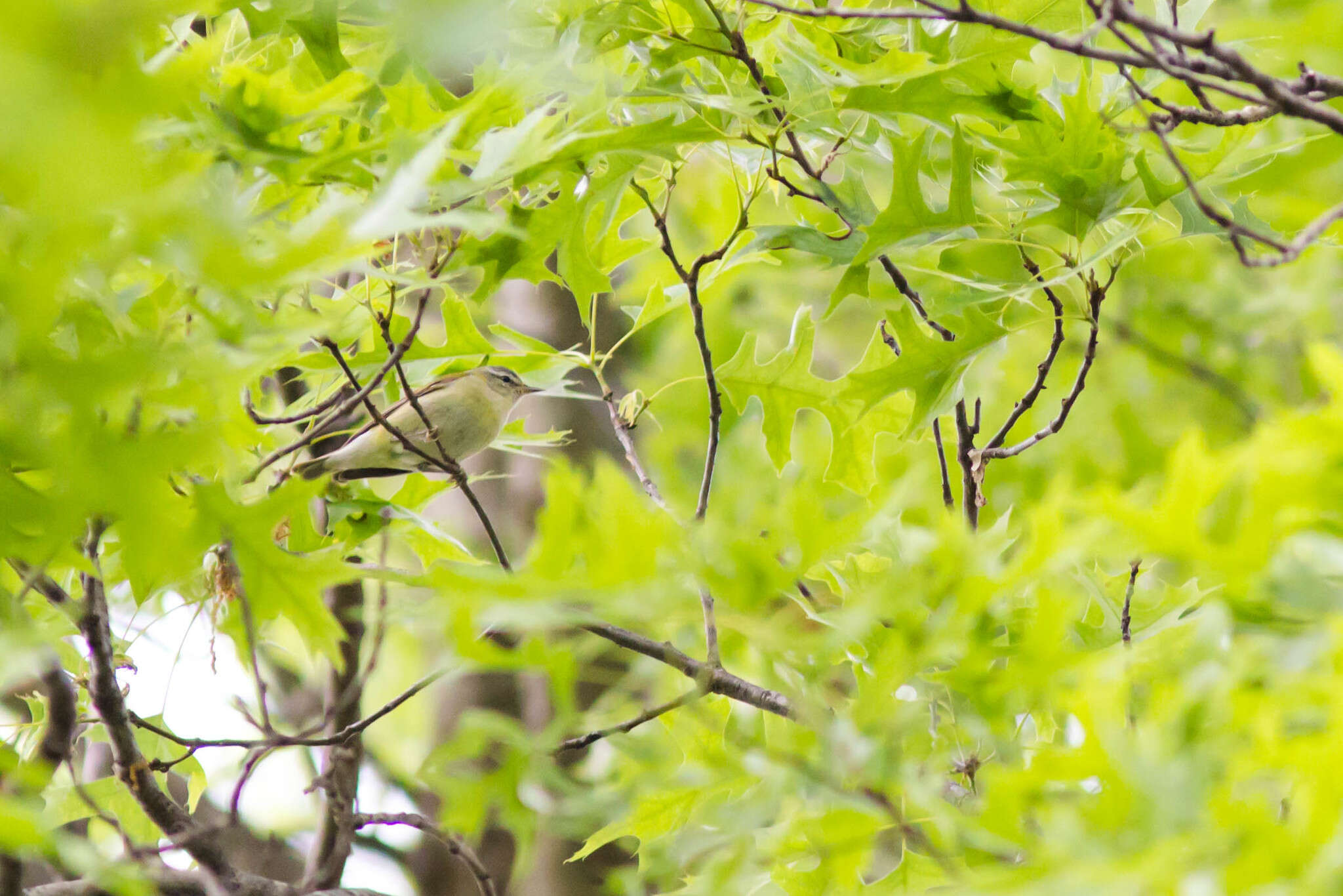 Image of Tennessee Warbler