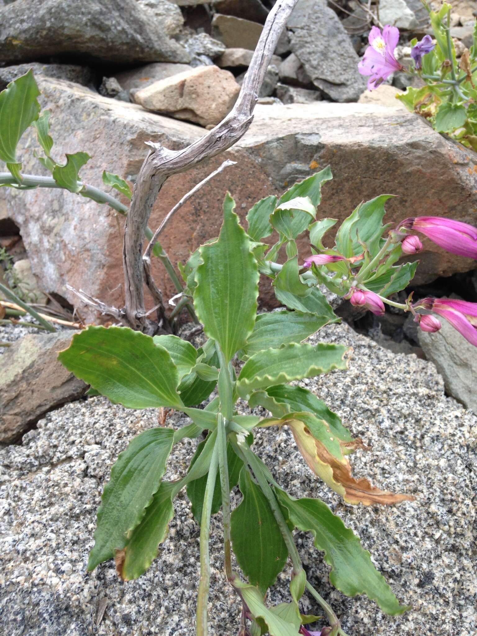 Image of Alstroemeria paupercula Phil.