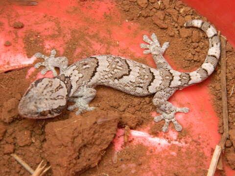 Image of Banded Velvet Gecko