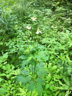 Image of tall thimbleweed