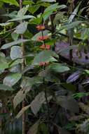 Image of Besleria columneoides Hanst.