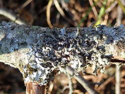 Image of Hypotrachyna lichen