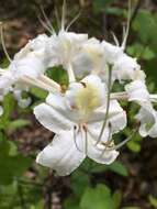 Imagem de Rhododendron alabamense Rehder