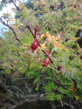 Image of Rosa morrisonensis Hayata