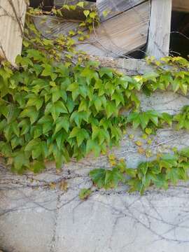 Parthenocissus tricuspidata (Siebold & Zucc.) Planchon resmi