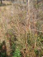 Image of Pine-Barren Fluff Grass