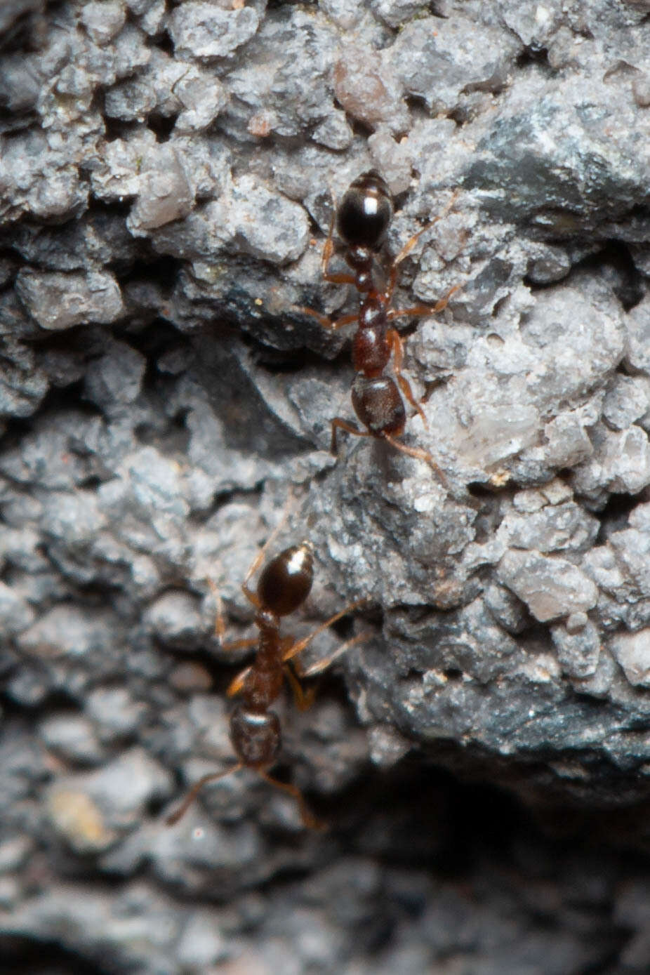 Image of Ant