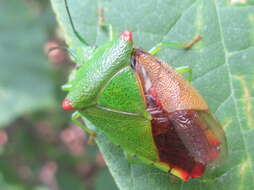 Image of Acanthosoma labiduroides Jakovlev 1880