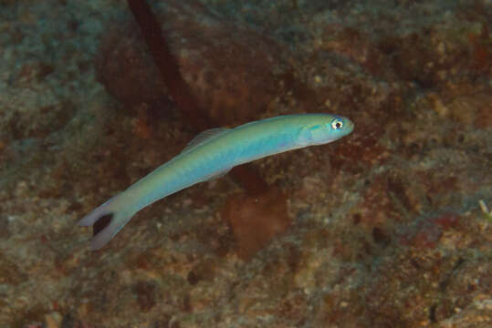 Image of Blacktail goby