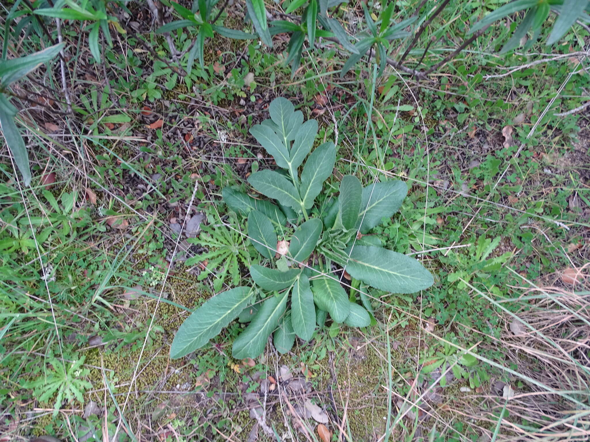 Image of Magydaris panacifolia (Vahl) Lange