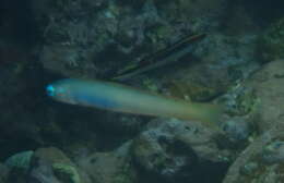 Image of Lyre-tail dart goby