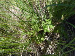 Imagem de Geum macrophyllum var. perincisum (Rydb.) Raup